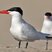 Caspian Tern